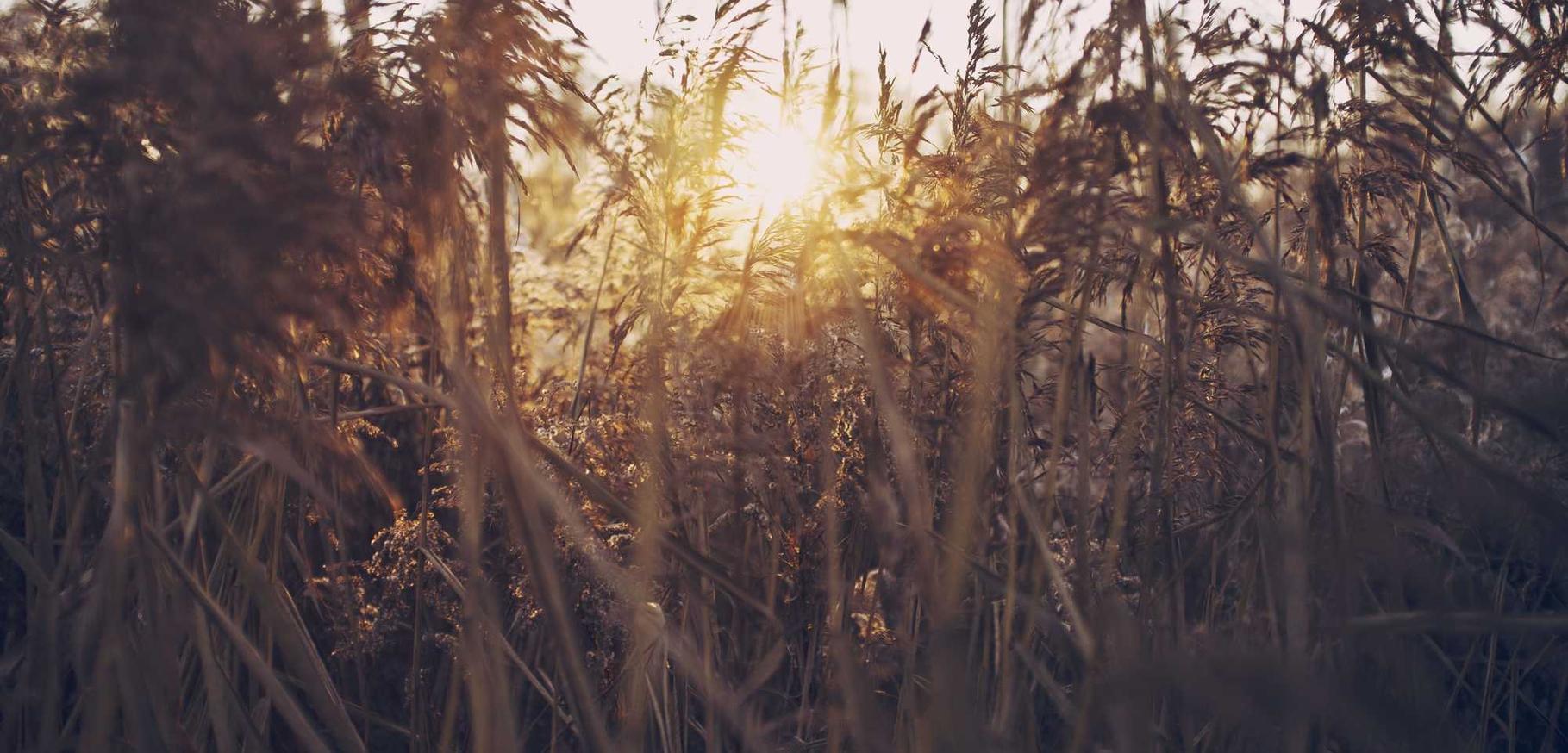 爱喜葡萄双爆珠：证券平台怎么报名开户操作